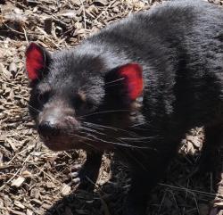 Red ears of a Tasmanian devil